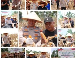 Kapolres Pasbar AKBP Agung Tribawanto Kawal 250 Hektare Lahan Panen Jagung untuk Swasembada Pangan 2025