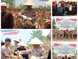 Kapolres Pasaman Barat Pimpin Panen Raya Jagung, Wujud Nyata Dukung Swasembada Pangan